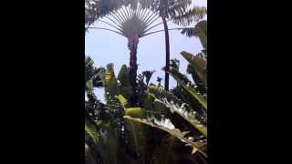 travelers palm how not to prune [upl. by Branham758]