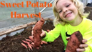 Sweet Potato Digging Time [upl. by Saidee]