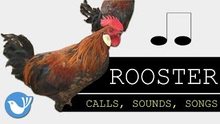 Cock a doodle doo Sound  ROOSTER🐓 Call  bird videos  sound effect  BIRDWATCHINGDOTCALM [upl. by Aicat]