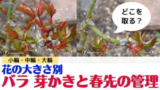 【バラ】花の大きさ別！芽かきのコツ【春の管理】 [upl. by Sharline128]