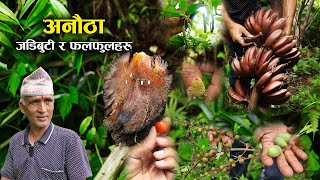 अमृत कुञ्जमा भेटियो महत्वपूर्ण जडिबुटी र फलफूलहरु  Amrit kunja organic permaculture farm [upl. by Inglis]