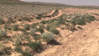 quotHopi Dry Farmingquot Ahkimas Field Hopi Reservation [upl. by Eussoj]