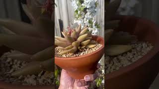 Echeveria Psyche succulent echeveria succulentobsession succulentvarieties succulentplant [upl. by Eberhard203]