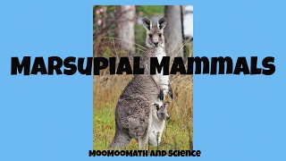 Marsupial mammals [upl. by Mcnamara]