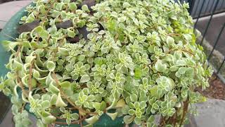 Sedum Makinoi Variegata e Rhipsalis no frio intenso RS [upl. by Anomas357]