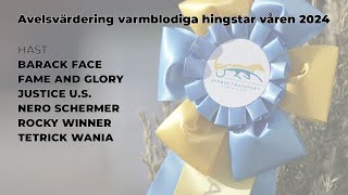 Avelsvärdering varmblod  Våren 2024  Solvalla [upl. by Lepper]