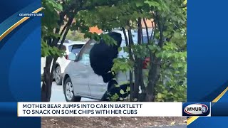 Bear in Bartlett New Hampshire seen on camera breaking into car stealing snacks [upl. by Trauner]