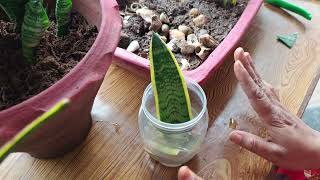 Snake Plant Dracaena trifasciata Care amp Guide [upl. by Fiester78]