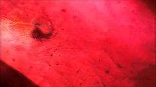 Lead Glass Filled Ruby under the Microscope [upl. by Intisar267]