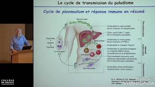 le paludisme immunité antiinfectieuse étude de cas [upl. by Davis954]