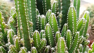 Cereus Peruvianus Florida Cactus [upl. by Anafetse264]