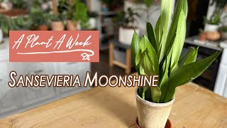 Sansevieria Moonshine Care  A Plant A Week [upl. by Robi]