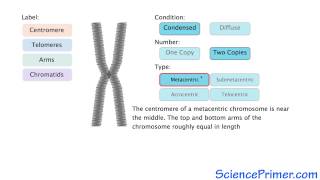 Eukaryotic Chromosome Structure Overview [upl. by Fariss]