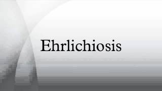 Ehrlichiosis [upl. by Alegre]