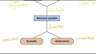 A2 Biology  Organisation of the nervous system OCR A Chapter 136 [upl. by Nomelihp]