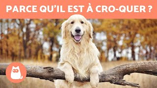 AVANTAGES dadopter un GOLDEN RETRIEVER 🐶✅ Top 5 [upl. by Carberry]