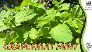 GRAPEFRUIT MINT Mentha Piperita Citrata Fresh Citrus Vibes for Your Garden 🍃 [upl. by Lynnworth]