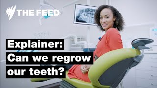 Can we regrow our teeth  Explainer  SBS The Feed [upl. by Myrtle]