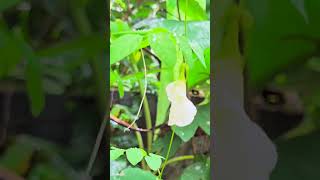 ശംഖുപുഷ്പം Butterflypea Asianpigeonwings whitepea cordofanpea Darwinpea சங்குப்பூ [upl. by Trill]