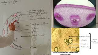 Étude des tissus primaire cas de  CT  Bryonia et Cynodon  Gazon  TP Biologie Végétale [upl. by Yrovi]