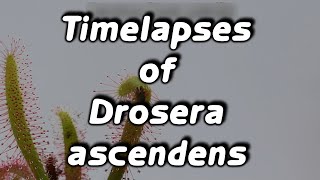 Timelapses with the sundew Drosera ascendens [upl. by Anavrin867]