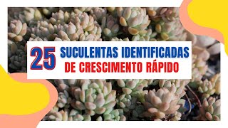 25 SUCULENTAS identificadas de crescimento RÁPIDO para cultivar no SOLGrazi Bittencourt [upl. by Adnak233]