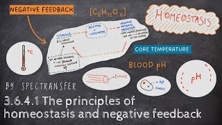 EASY REVISION AQA ALevel Biology 3641 The Principles of Homeostasis amp Negative Feedback [upl. by Nolyar]