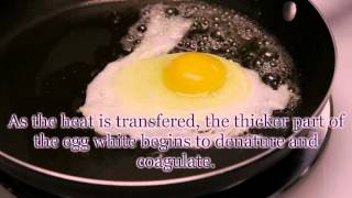 Protein Denaturation Coagulation Egg Cookery p1 [upl. by Trovillion]