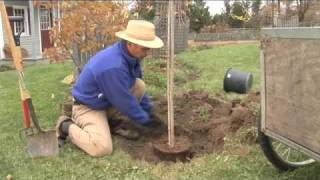 How to Plant a Tree Step by Step gardenorg [upl. by Nassah304]