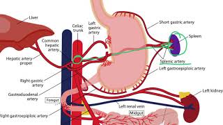 Gastrointestinal Arteries for the USMLE Step 1 [upl. by Nessaj]