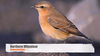 Northern Wheatear or Wheatear Oenanthe oenanthe ♀  Steinschmätzer 1 [upl. by Aynwad]