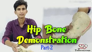 Hip bone anatomy in bangla  parts attachment relation part2 [upl. by Arika]