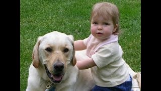 Labrador are awesome  Labrador dog protecting Kids Compilation [upl. by Ycats]