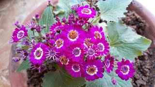 How to Grow and Care Cineraria  सिनिरेरिया पौधे की देखभाल कैसे करें  Fun Gardening [upl. by Nanyt300]