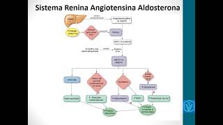 Sistema Renina Angiotensina Aldosterona  resumo fácil de aprender fisiologia renal [upl. by Adiela442]