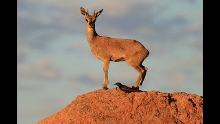 Discovering the Klipspringer Africas Agile Antelope [upl. by Akienahs]