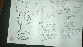 guyton chapter 56 part 3 rubrospinal tractcorticorubrospinal tractRed nucleusmotorphysiology [upl. by Sima]