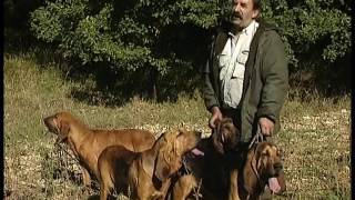 Chasse  Les chiens courants sur chevreuil et lapin documentaire [upl. by Cohin]