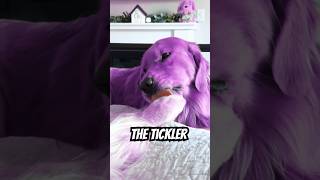 Golden Purple Retriever loves to Tickle [upl. by Hcardahs]