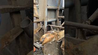 Hoof trimming machine milking cow veterinary farming animals [upl. by Ael290]