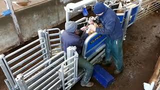 Clipex Sheep Handler Demo  Aberdeenshire [upl. by Reteip305]