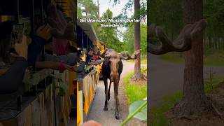 It was such a wonderful experience 🫎 sweden nature shorts [upl. by Shewmaker]