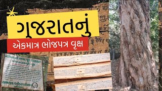 Only Bhojpatra tree of Gujarat  Nadiad  Manuscript  ગુજરાતનું એકમાત્ર ભોજપત્ર વૃક્ષ ક્યાં છે [upl. by Fai]