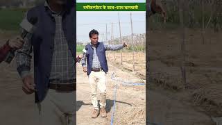 Vermicompost Bed के चारों ओर फलसब्जी की खेती Multi Income का विकल्प  shorts [upl. by Namia]