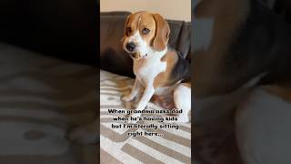 beaglepup beaglebreed dog puppy beaglebaby beagledog funny beagleboy dogbreed pets [upl. by Euk]