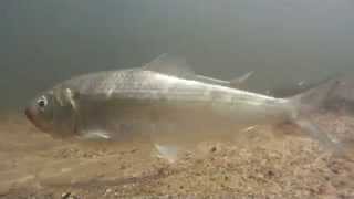 Carmans River Alewife  2014 [upl. by Nodlew]