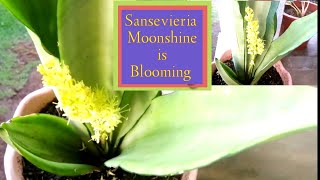 SANSEVIERIA TRIFASCIATA MOONSHINE FLOWER  SNAKE PLANTS Jennys Channel [upl. by Wardieu]