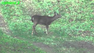 170 Yard Muzzleloader Deer Perfect Kill Shot [upl. by Cicily]