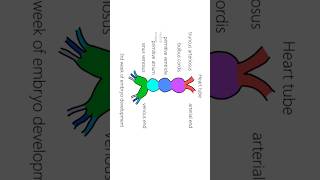 Interatrial septum development ASD [upl. by Aw775]