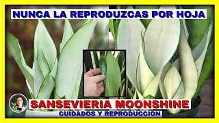 Lengua de Suegra o SANSEVERIA MOONSHINE Cuidados y como REPRODUCIRLA por hoja no  Gio de la Rosa [upl. by Estas]